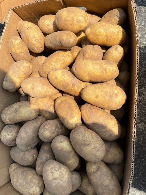靖成_美國褐皮馬鈴薯實拍1