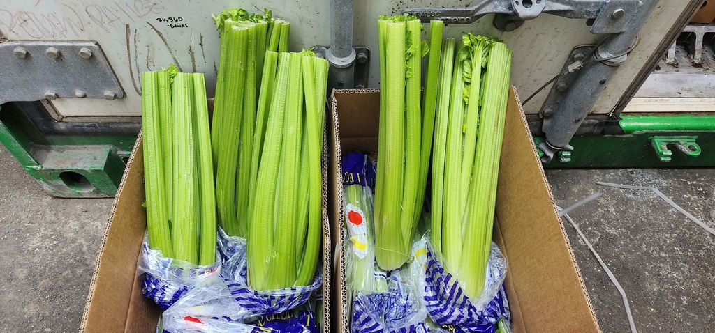 line_oa_chat_250608_205431_group_0