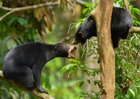sunbear02