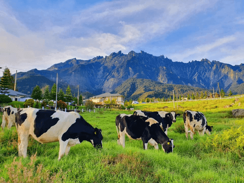 Desa-Dairy-Farm