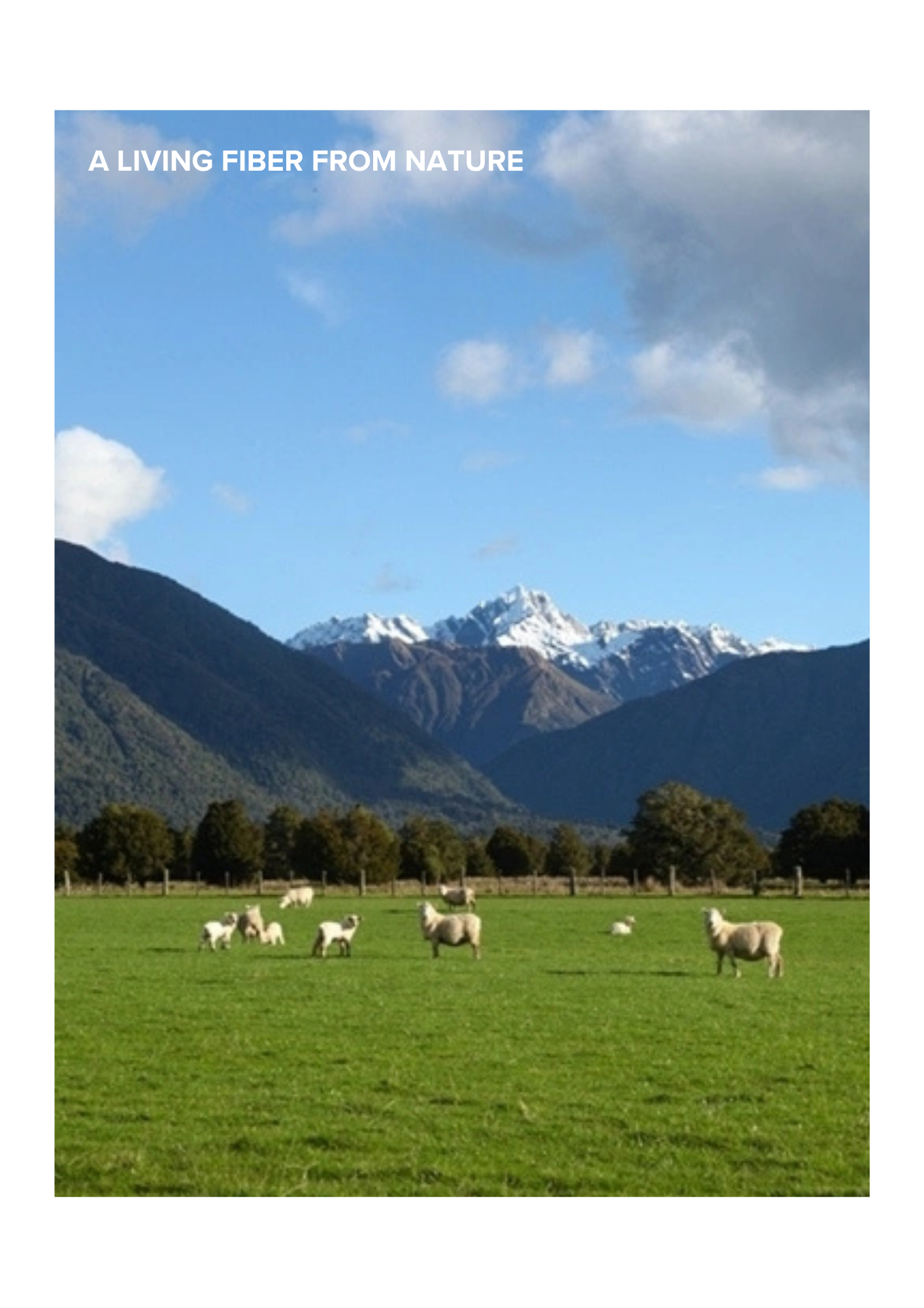 精紡羊毛-Worsted Wool.zip - Advertisement (Right)