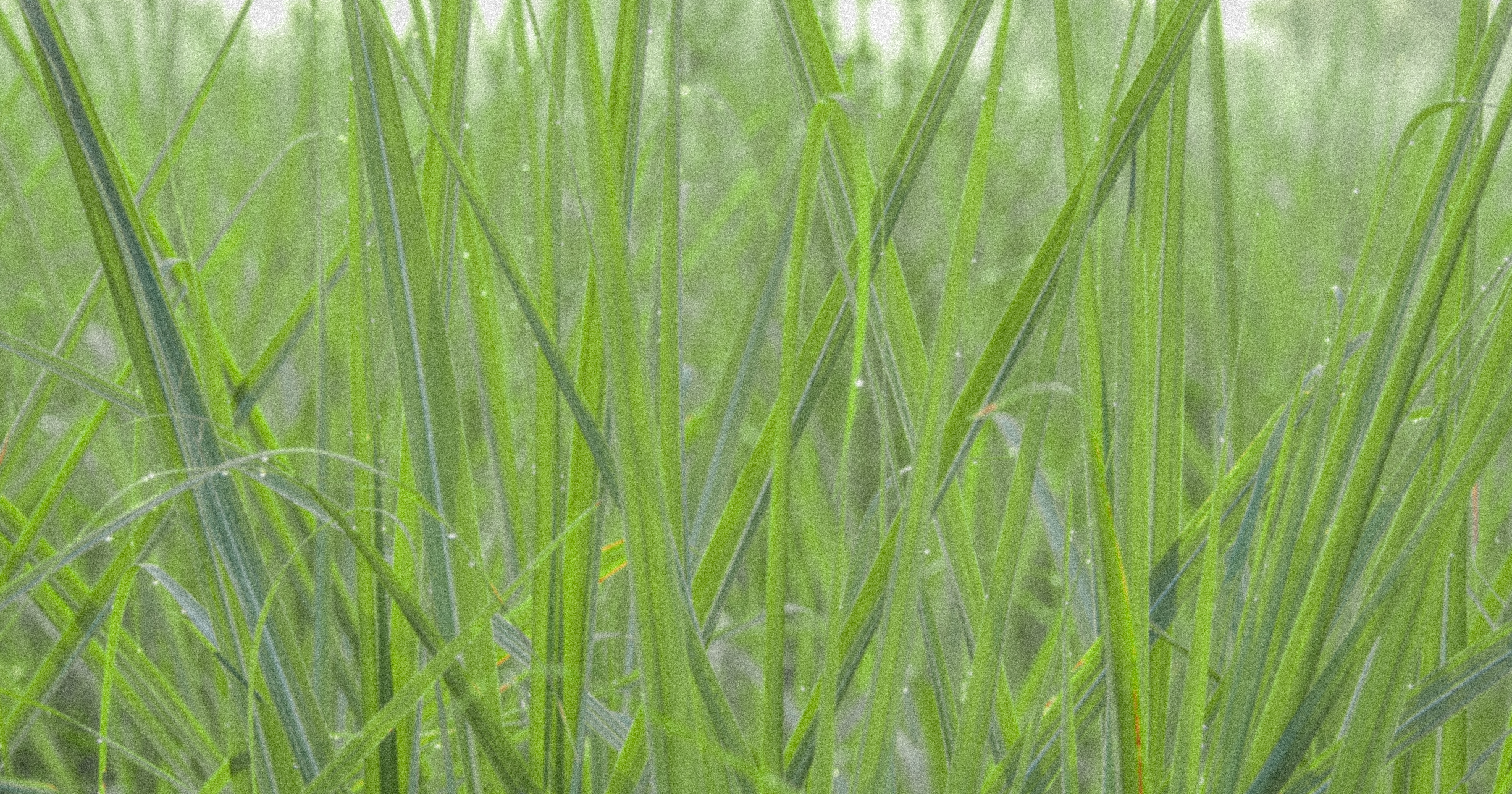 blades-grass-2