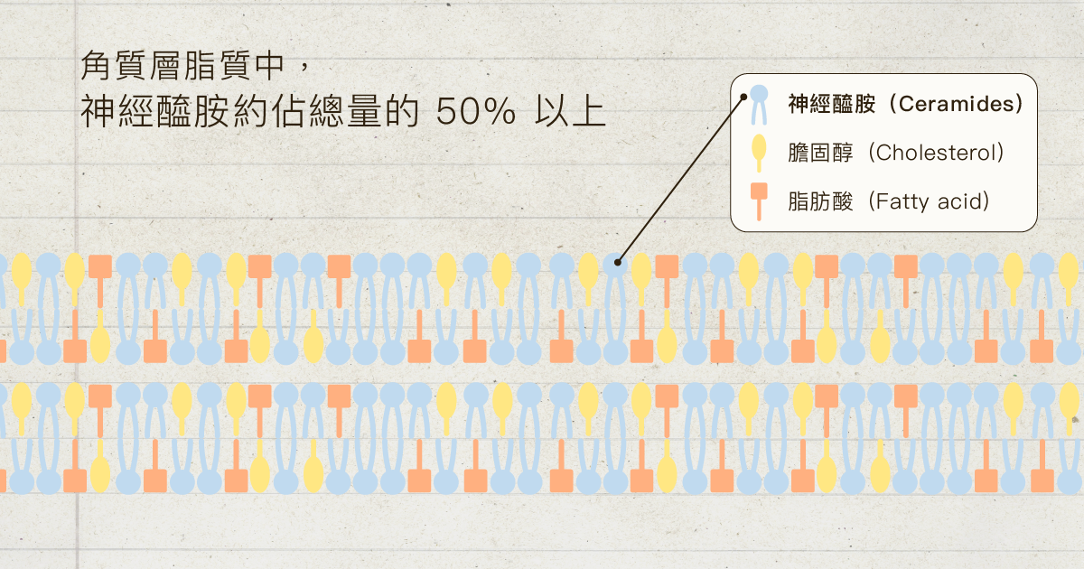 en-social lotion_工作區域 133 複本 2