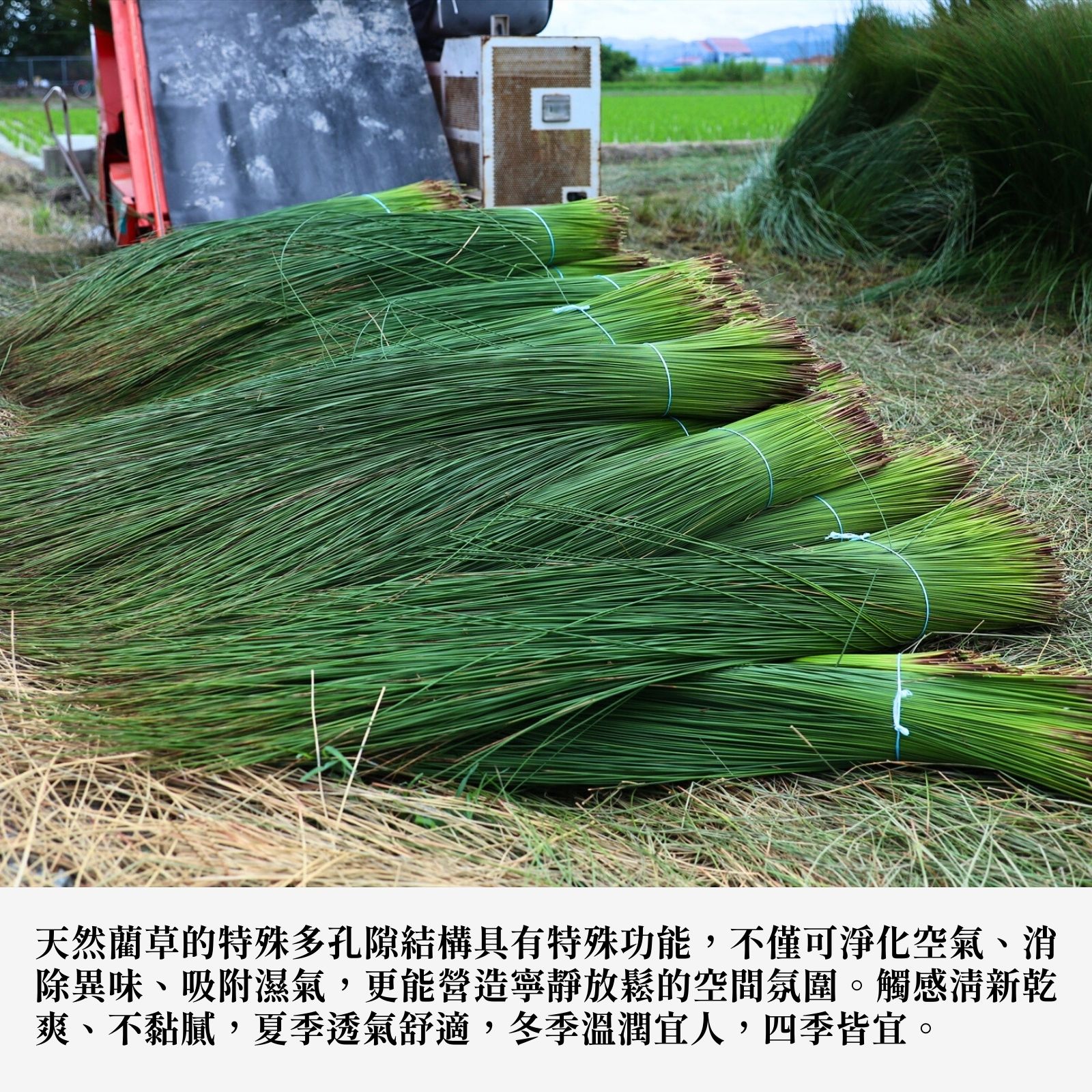 ikehiko_tatami_3cm_L_ (14)