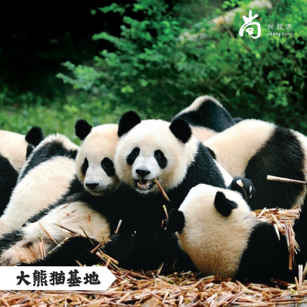8d7n chongqing_2_大熊猫基地