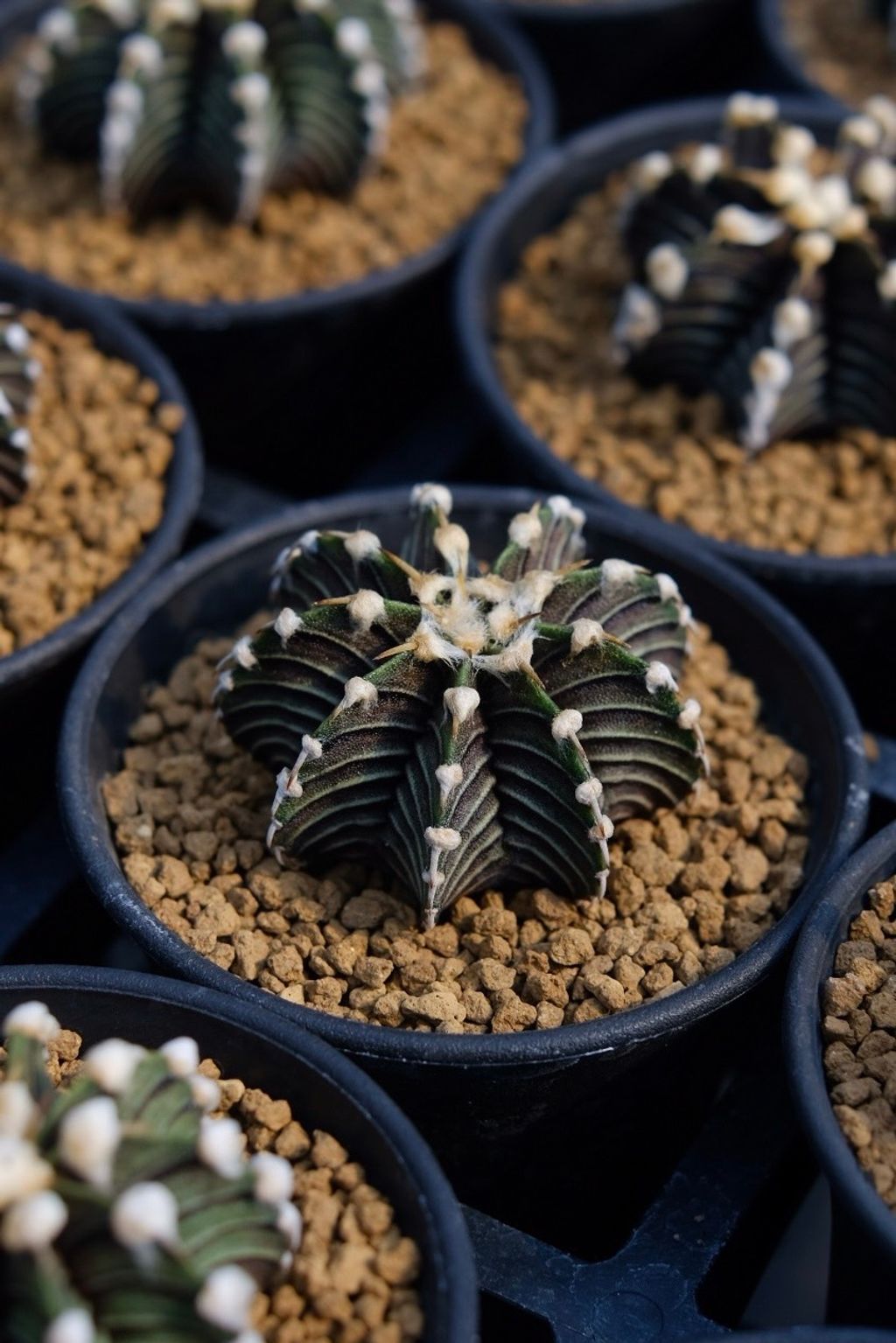 image_71F6444D-86AE-4C2B-AD9C-8CE449F5BA10_1759110972