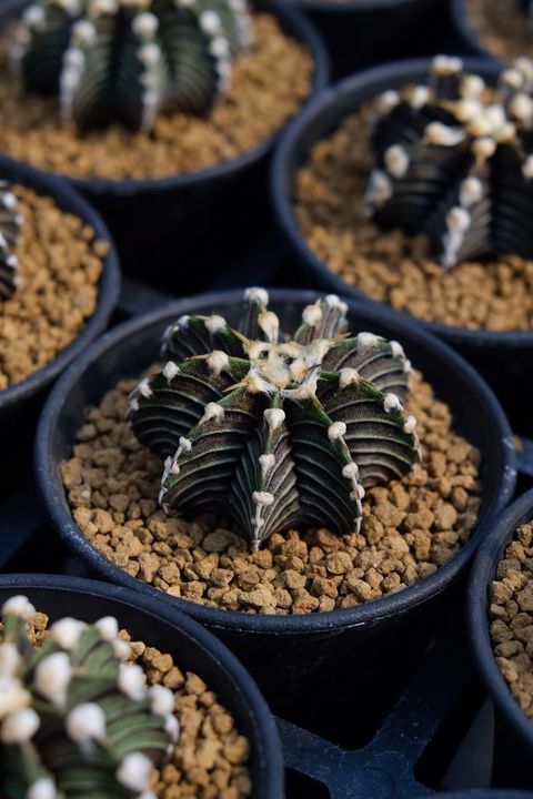 image_71F6444D-86AE-4C2B-AD9C-8CE449F5BA10_1759110972