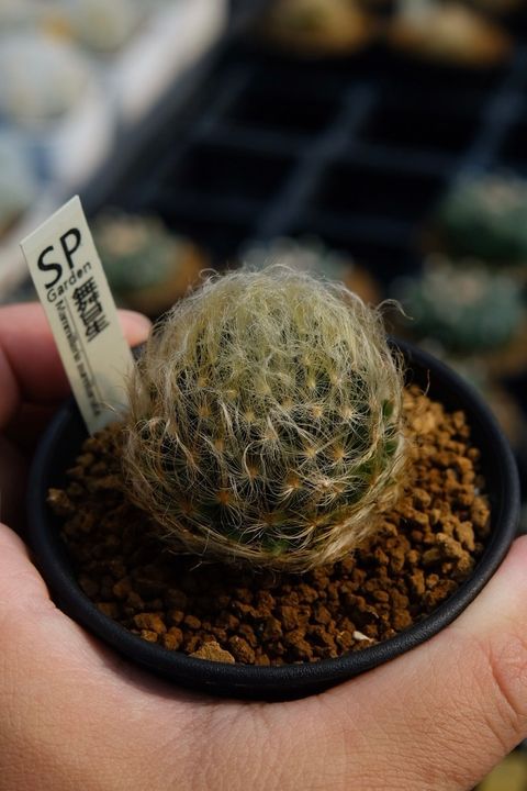 image_032CA9B6-84CE-407A-B3FC-759782EFCFF3_1759111154