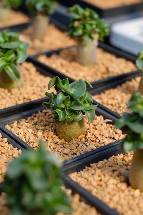 image_77B020E8-CE0A-400C-9A97-DE3B5F4F3192_1759111262