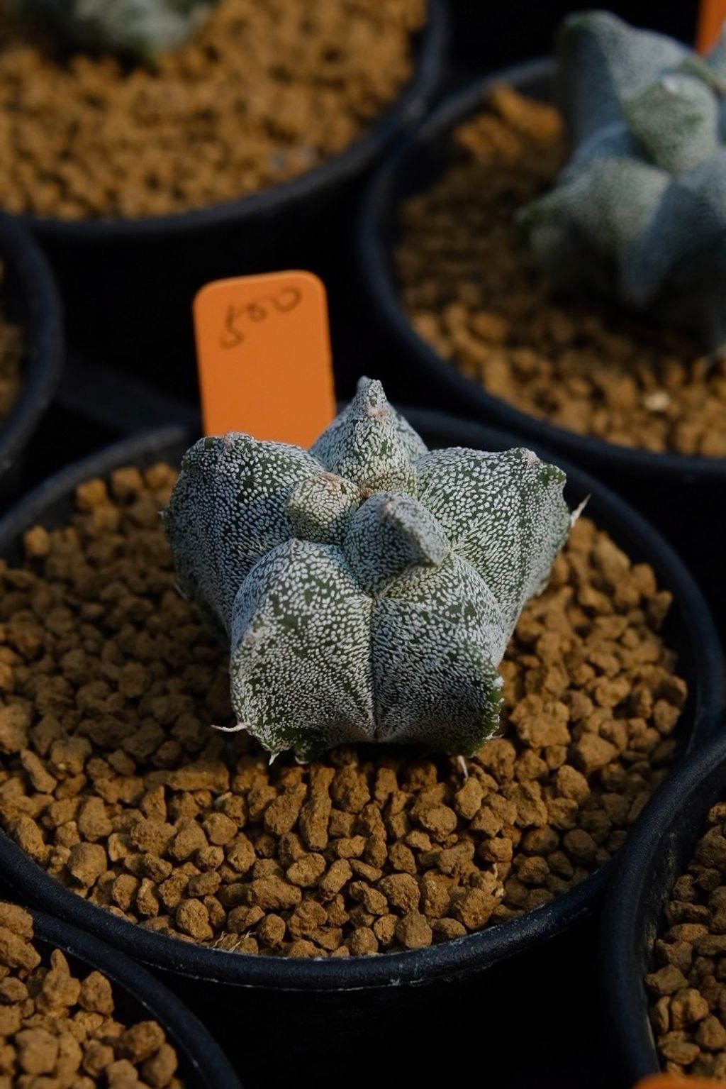 image_528DBF55-F596-4F4D-A766-177C50290876_1759111485