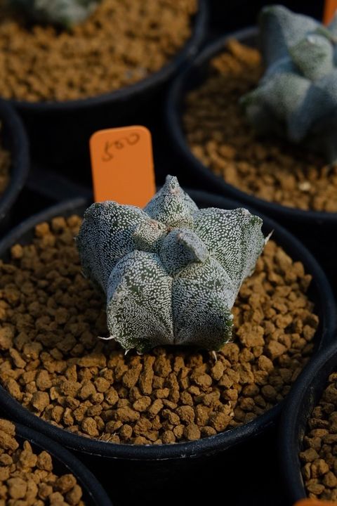 image_528DBF55-F596-4F4D-A766-177C50290876_1759111485