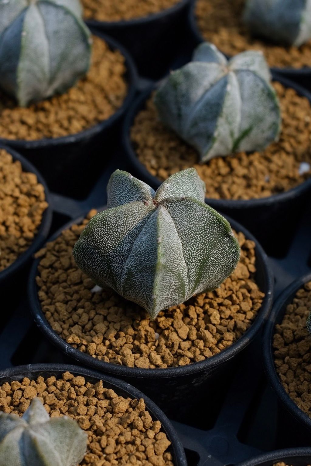 image_0C38B8B8-D312-465E-8AF5-62E3639D9C7E_1759111512