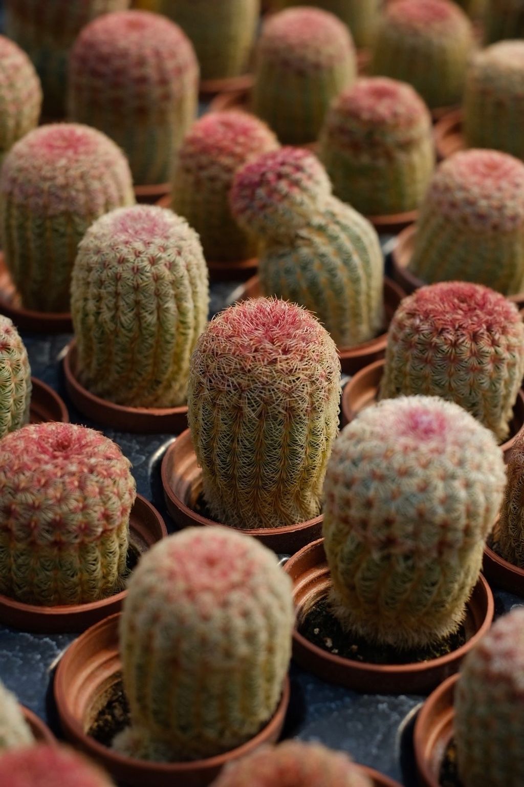 image_A97D43F0-BD30-4A3A-A22E-D61C103D82C8_1759111580