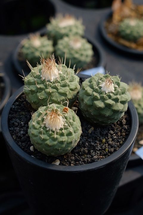 image_C09BA7AC-AE63-4549-9DD6-2358D92A8ED0_1759111631