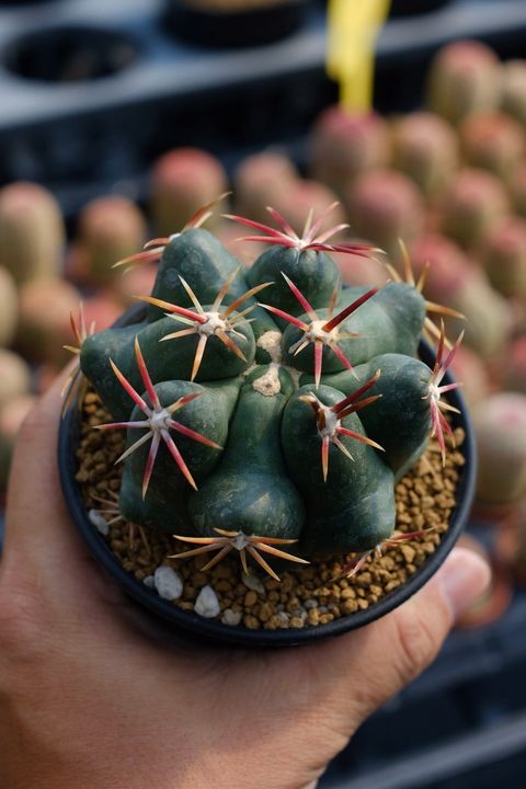 image_51AE3DE7-53B1-412E-8AEA-698F1A06F1FE_1759111690