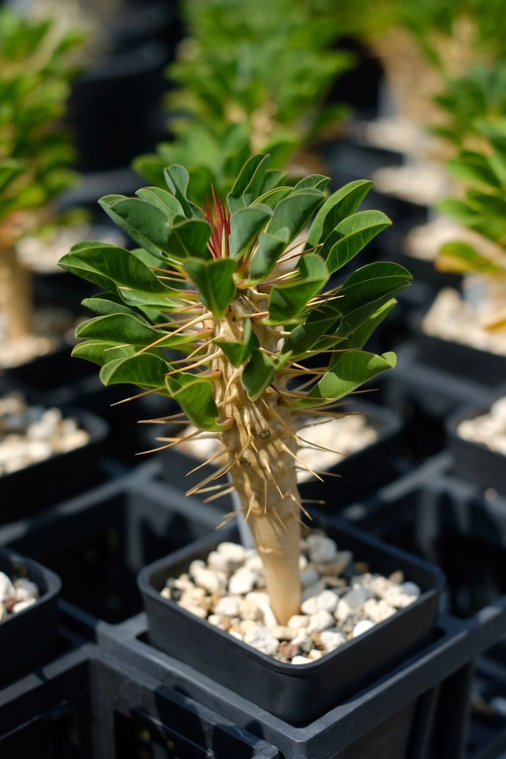 image_1C93C7D4-A8D1-4D88-ACD9-78B9738C62B2_1759152369