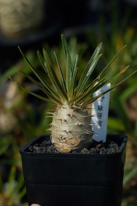 image_FC030711-EBA2-4F3C-9411-DB28DF798C3F_1759152486