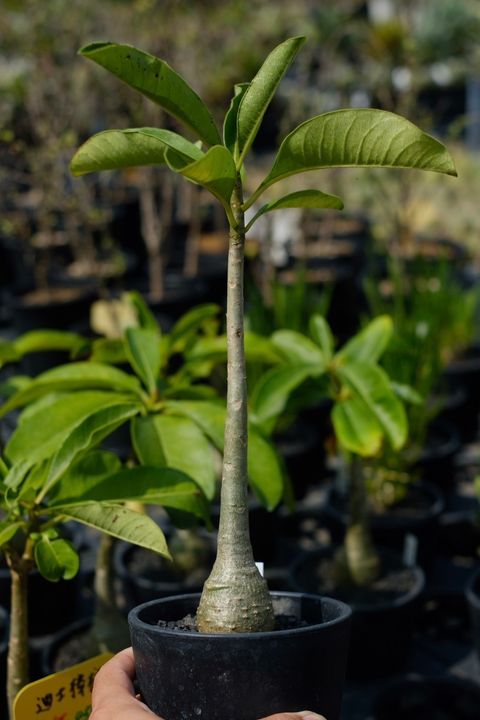 image_3C008991-73D7-44FF-9C31-0B756217D5FC_1759152551