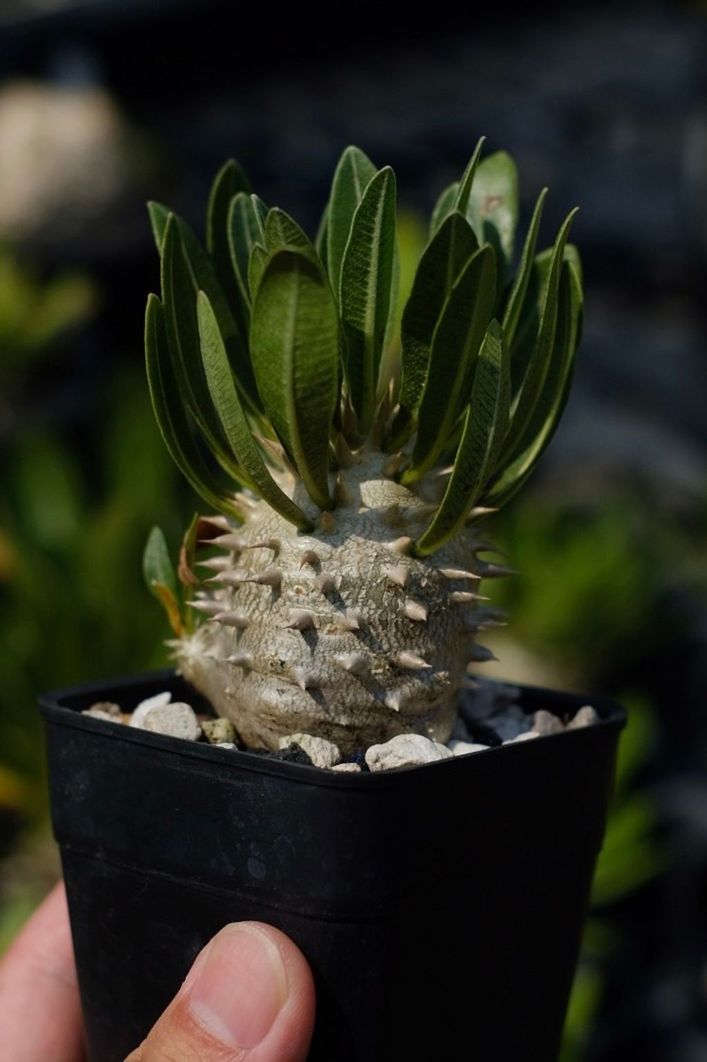 image_526A1C1D-0B4E-4E09-BD17-C6839A9D27F7_1759152606