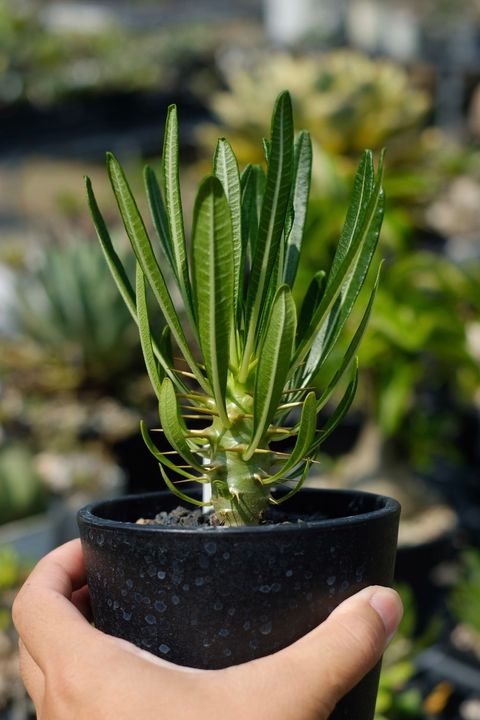 image_2EE8DF61-5BF1-4307-A9CD-DC4A28C219D8_1759152658