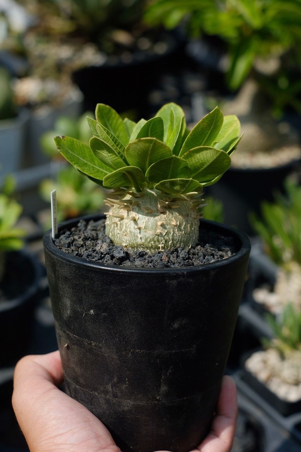 image_D3E170F7-7D42-49E2-AFEB-6FCB35EF510E_1759152717