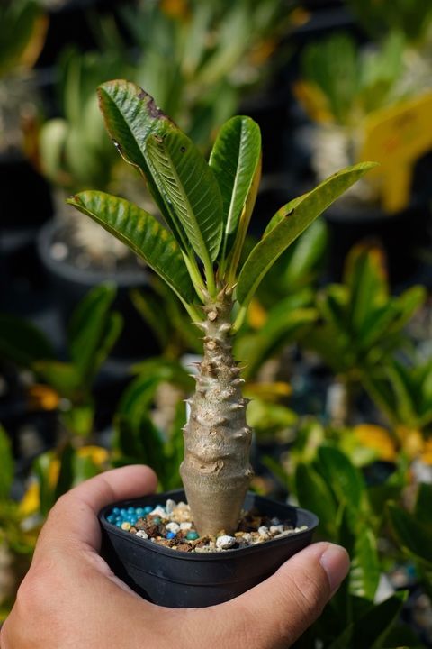 image_5235C210-4BCA-4038-BEDC-969F1FF4F1D0_1759152797