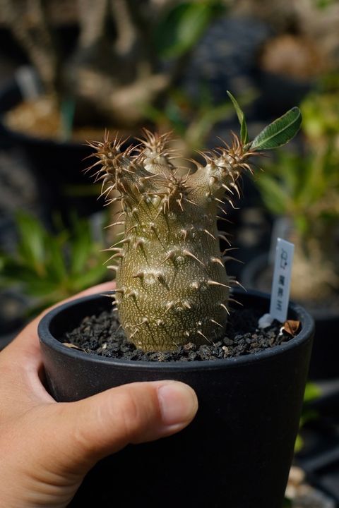 image_946C4E99-AB12-4E3C-A13B-4BFD3D422C35_1759152869