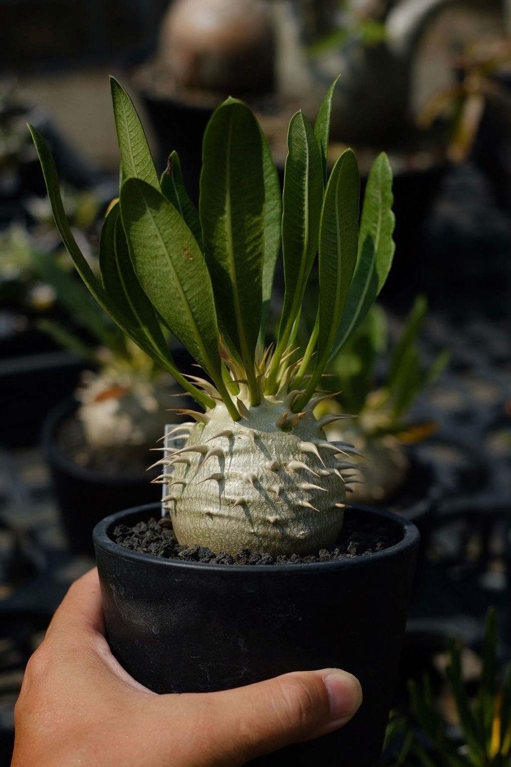 image_6462515F-5131-4F88-A5FB-12B010A26759_1759152951