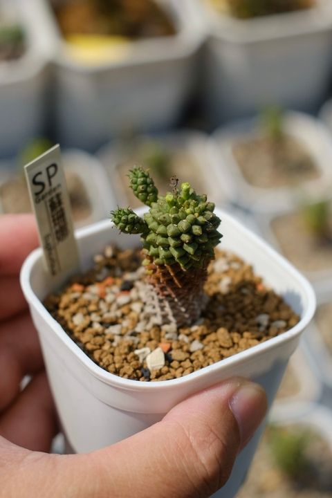 image_82676606-0D61-4FD7-AD11-CE8B28865D0B_1759153016