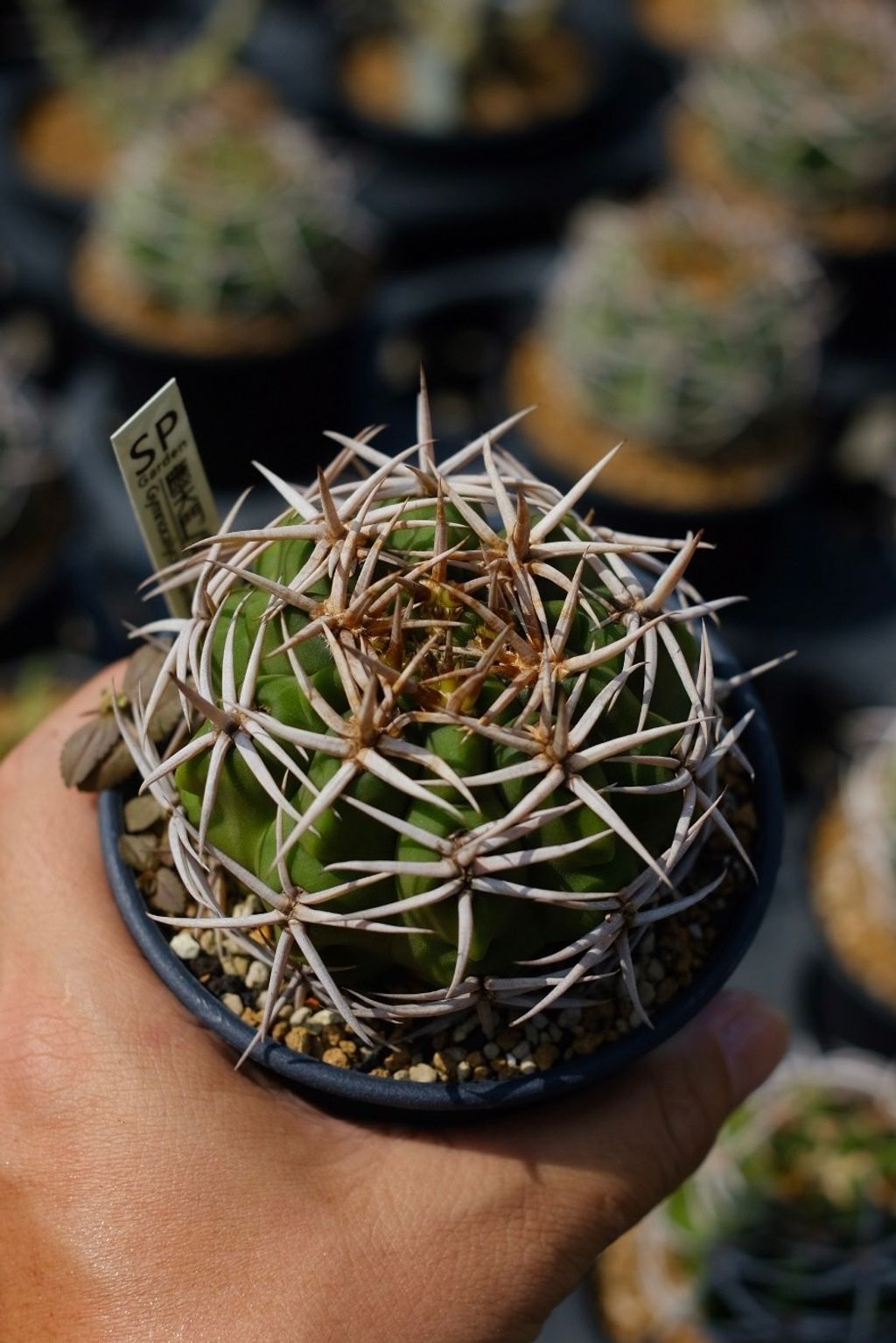 image_BE8398FA-CFEE-497E-81F7-BCD34BC74833_1759153102