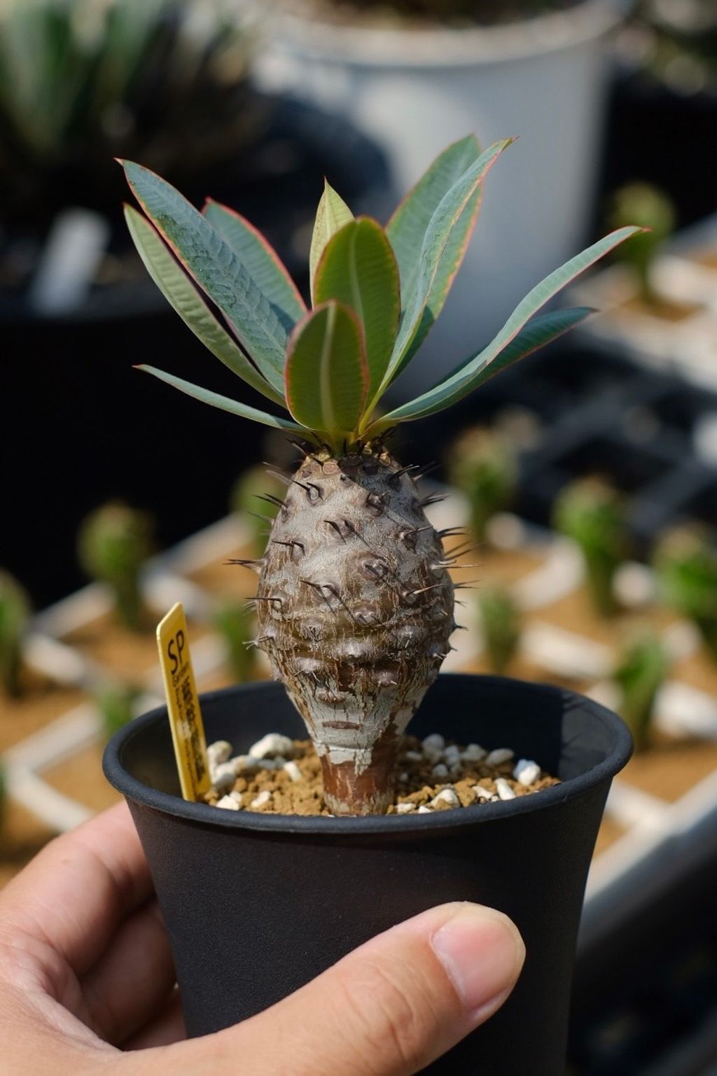 image_16EB7D73-8342-4138-9DBD-73AECF9983E1_1759153166