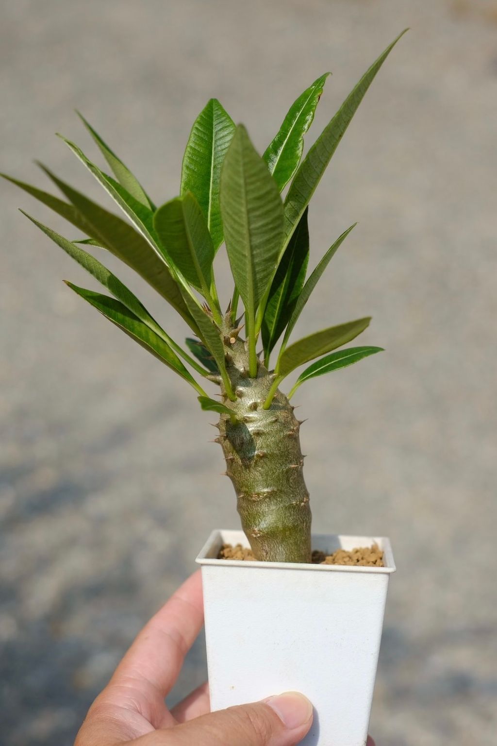 image_A2825FC6-1EF7-43EE-B741-AA0F7E8A433C_1759153217