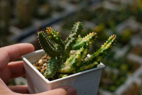 image_032FA146-D2A9-4175-9E92-81507A0AC237_1759153265