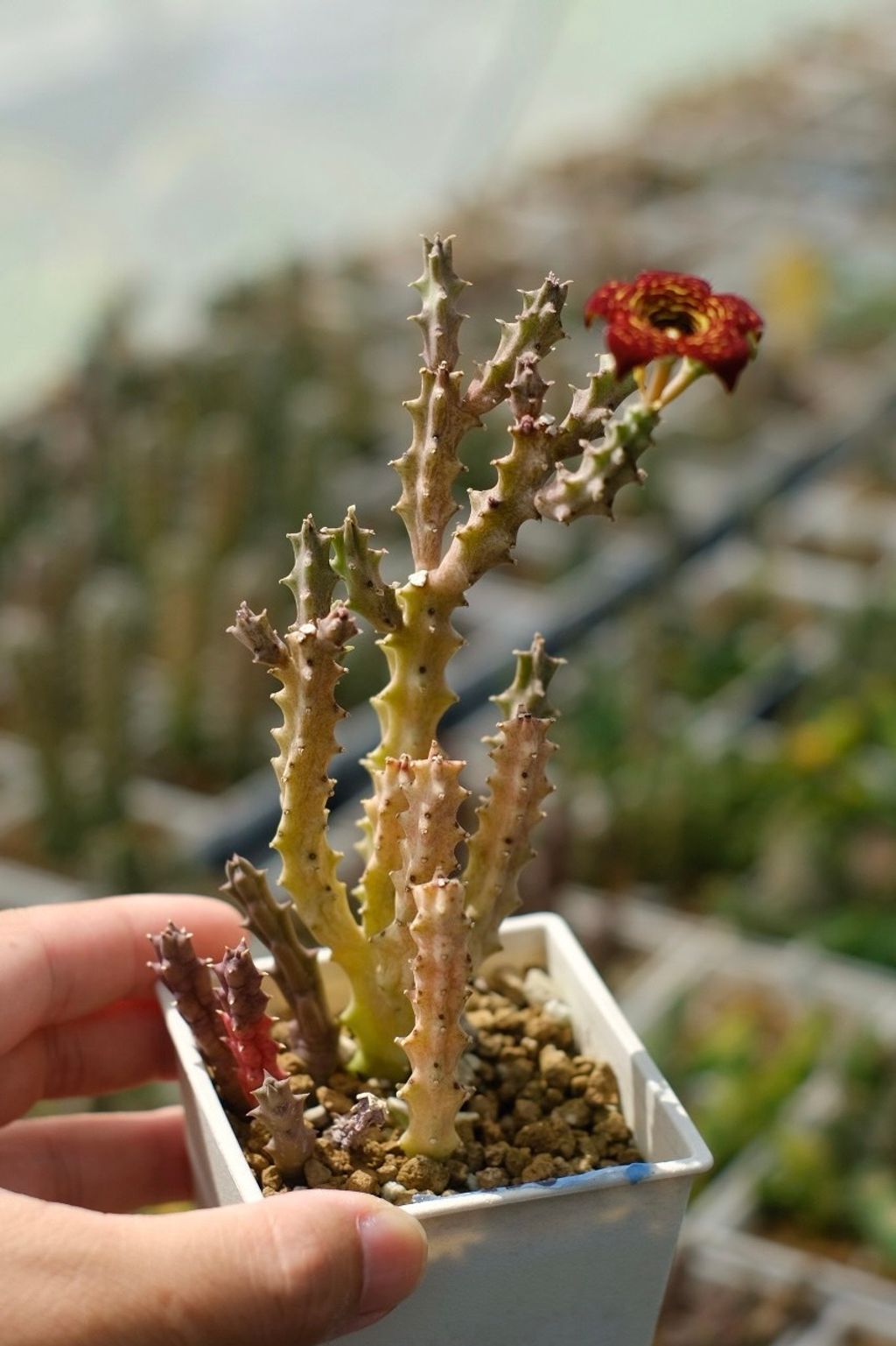 image_419D0F3E-A0E4-4DFA-ACAC-EE1018EAEB15_1759153314