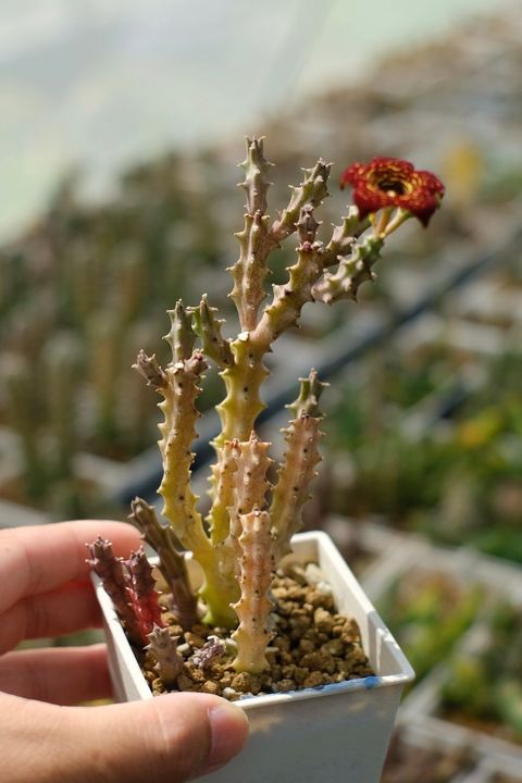 image_419D0F3E-A0E4-4DFA-ACAC-EE1018EAEB15_1759153314