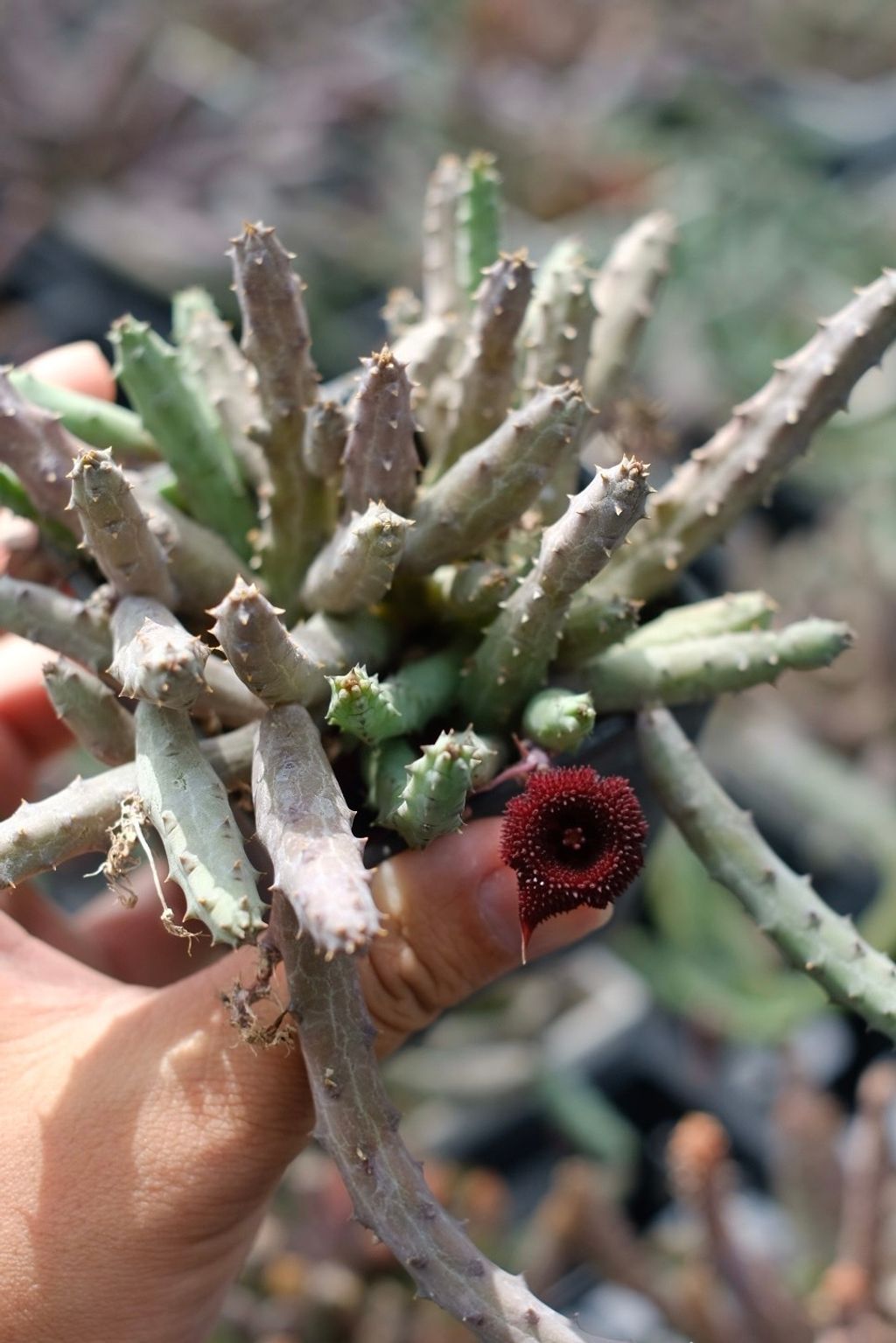 image_F3397A11-09AA-4CF0-BC9E-9E6D2D356F0E_1759153365