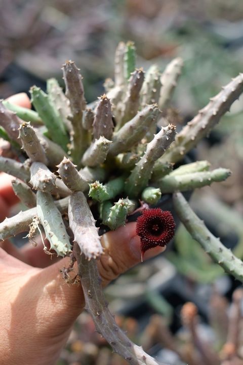 image_F3397A11-09AA-4CF0-BC9E-9E6D2D356F0E_1759153365