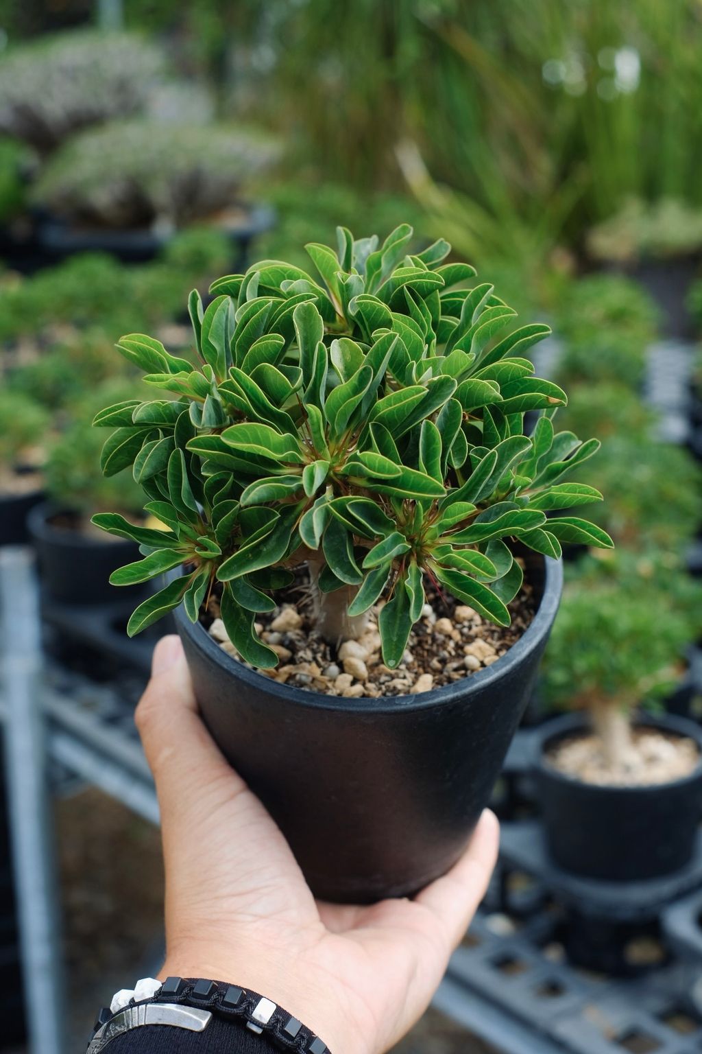 image_C65F3189-15FE-445D-ABB5-FF8319DDC293_1759154331