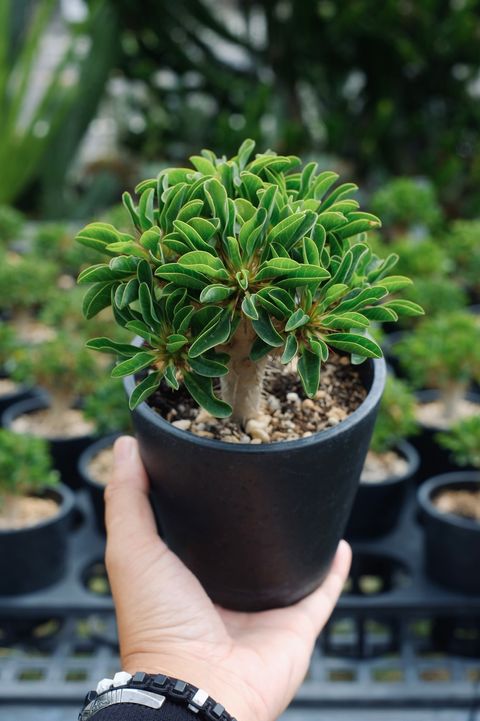 image_4B7843D7-CAFF-416F-A170-89CA67CB0624_1759154331