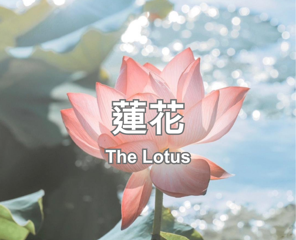 The Lotus