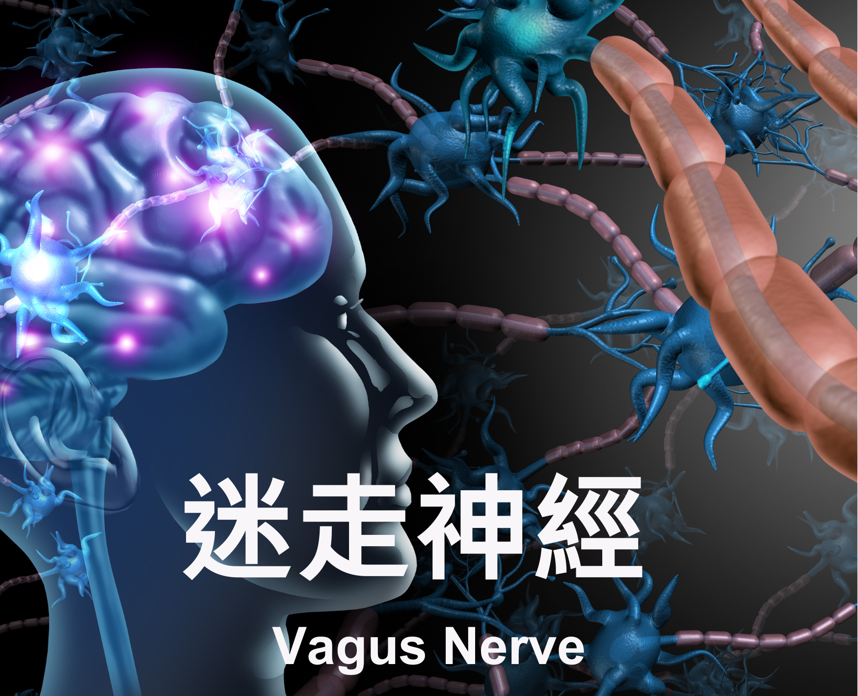 Vagus Nerve