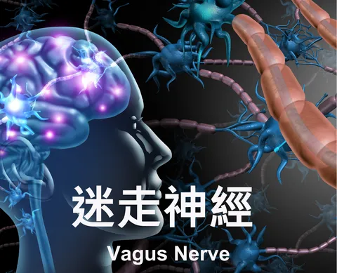 Vagus Nerve