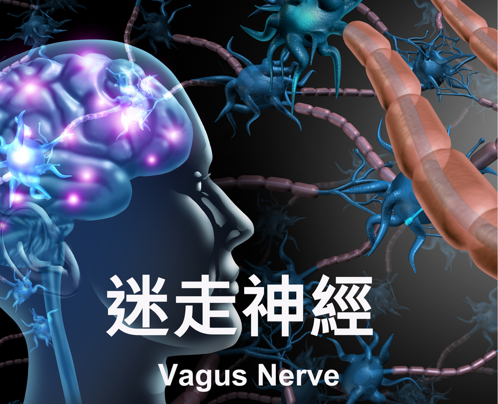 Vagus Nerve