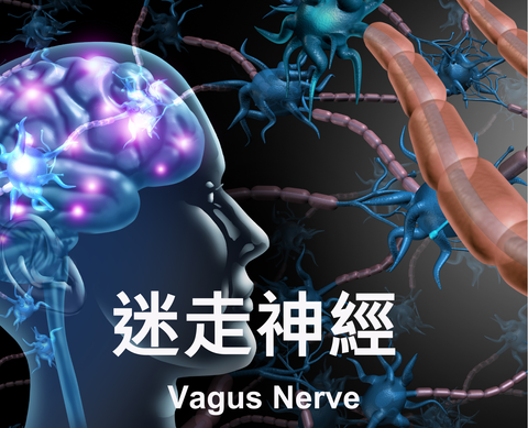Vagus Nerve