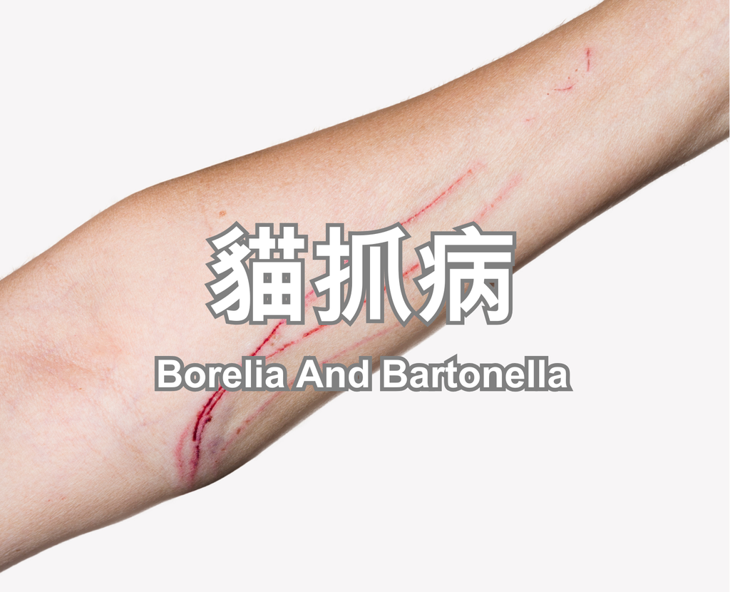 Borelia And Bartonella (3)