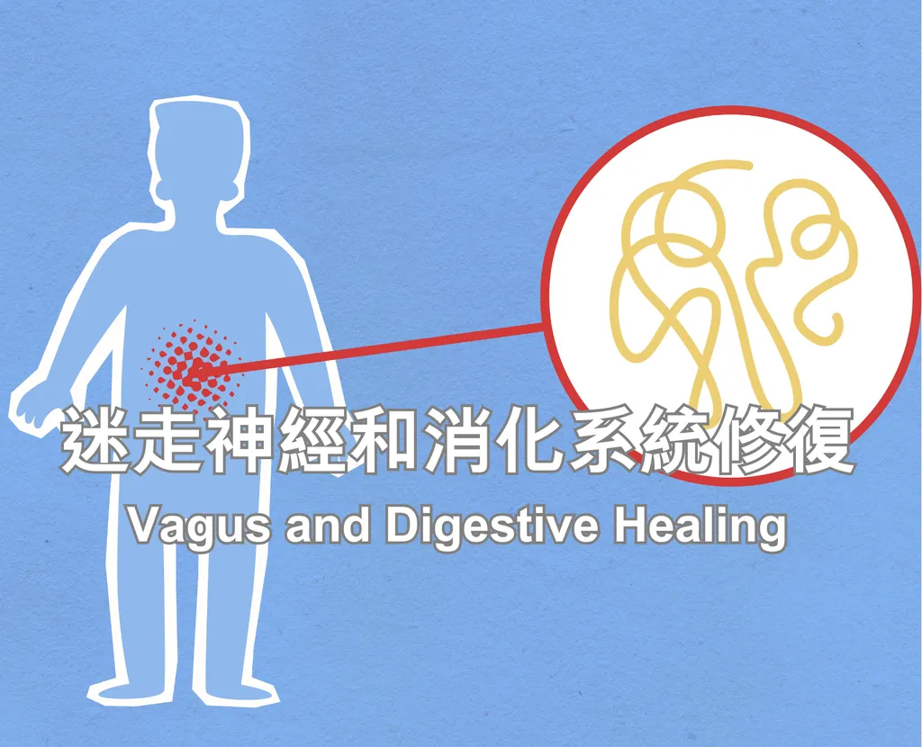 Vagus and Digestive