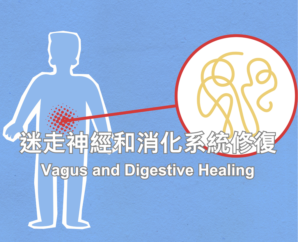 Vagus and Digestive