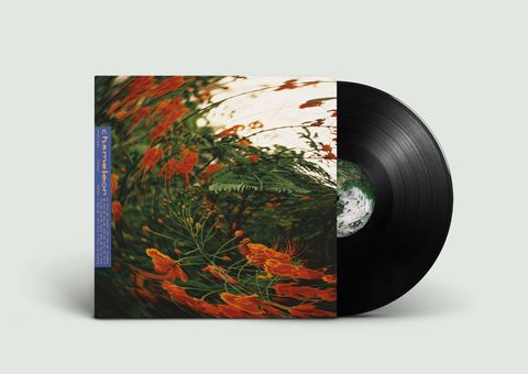 Anthony Naples—Chameleon 02