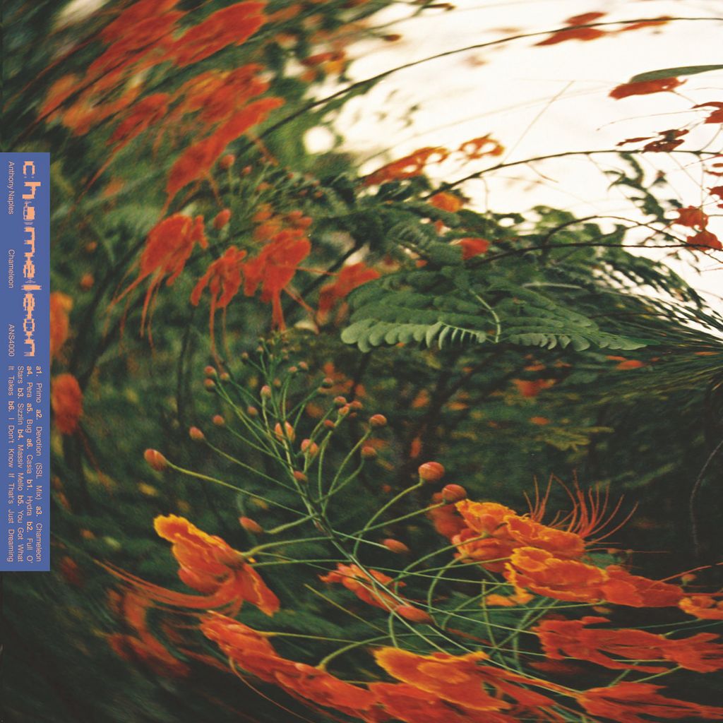 Anthony Naples—Chameleon 01