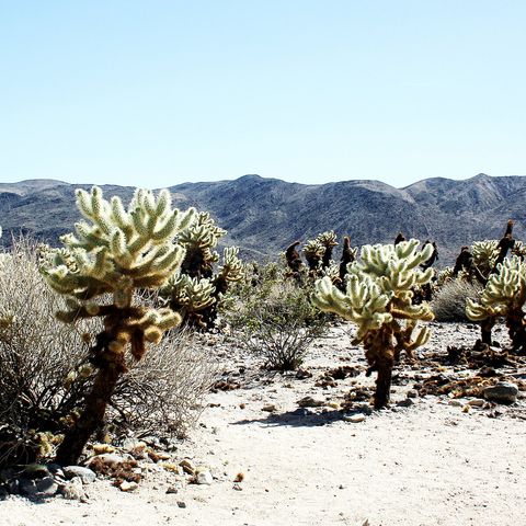 Andrea—Due In Color 01